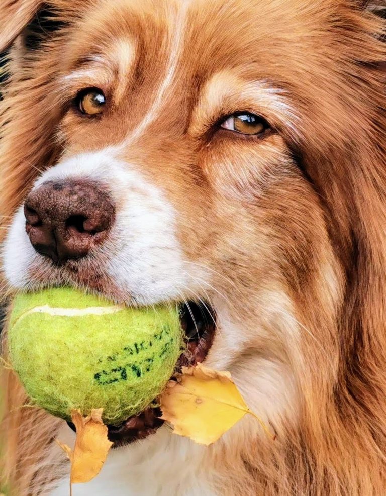 Kopf eines braun-weißen Hundes mit wunderschönen Augen und einem Tennisball im Maul. Auf dem Tennisball befinden sich zwei gelbe Blätter.